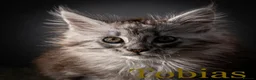 Maine Coon cats for sale: TICA-Registered Male Maine Coon Kittens - Advert 14