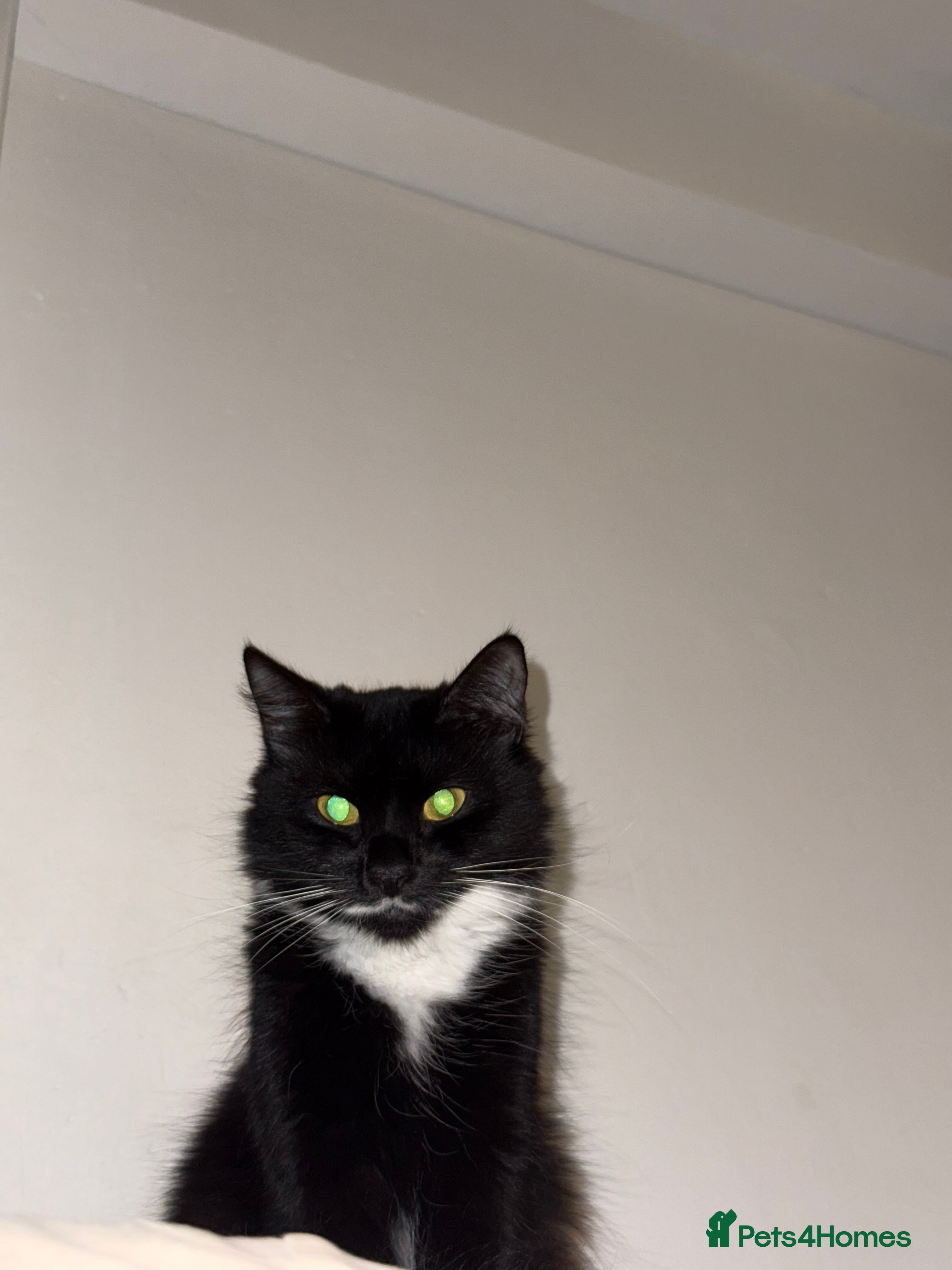 Domestic Shorthair cats Female cat Bambi - Advert 1