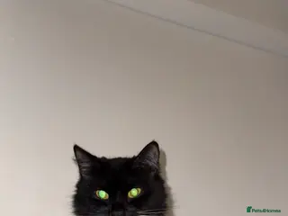 Domestic Shorthair cats Female cat Bambi - Advert 2