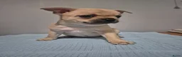 Mixed Breed dogs for sale: Frenchie Mix  - Advert 9