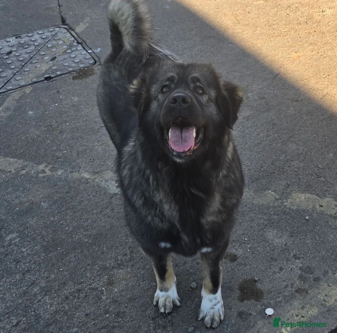 Caucasian Shepherd Dog dogs for sale: 2 year old Caucasian sheppard female  in Hull - Advert 2