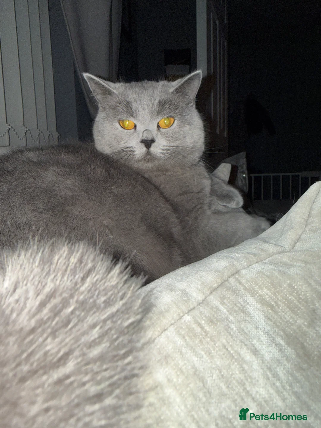 British Shorthair cats for sale: Female British Shorthair and Domestic Shorthair in Swansea - Advert 2