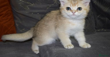 British Shorthair cats - Advert 8
