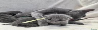 Russian Blue 4