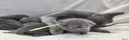Russian Blue cats for sale: Purebred Russian Blue Kittens - Advert 13