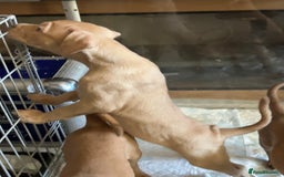 Mastiff dogs for sale: Mastiff X Pups - Image 6