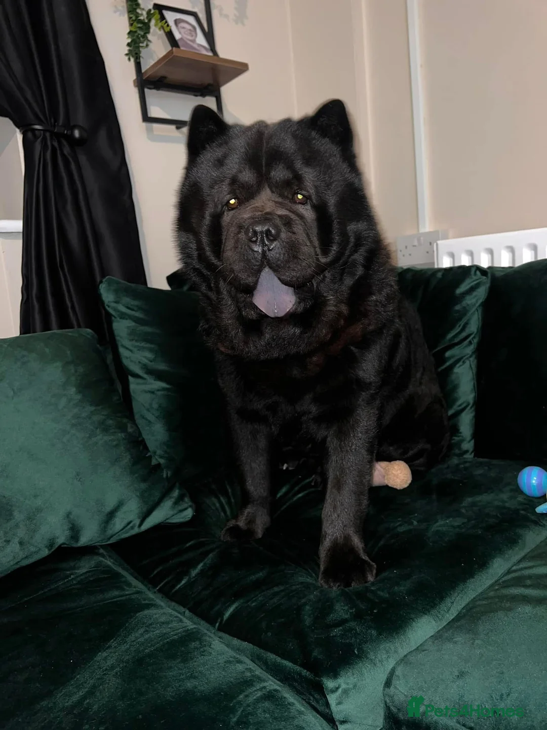 Chow Chow dogs for stud: RAVEN - Advert 1