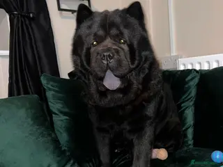 Chow Chow dogs RAVEN - Advert 1