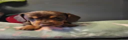 Miniature Dachshund dogs for sale: ​🐾 Beautiful Miniature Dachshund Puppies 🐾 - Advert 16