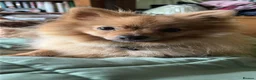 Pomeranian dogs for sale: Pomeranian  - Advert 9