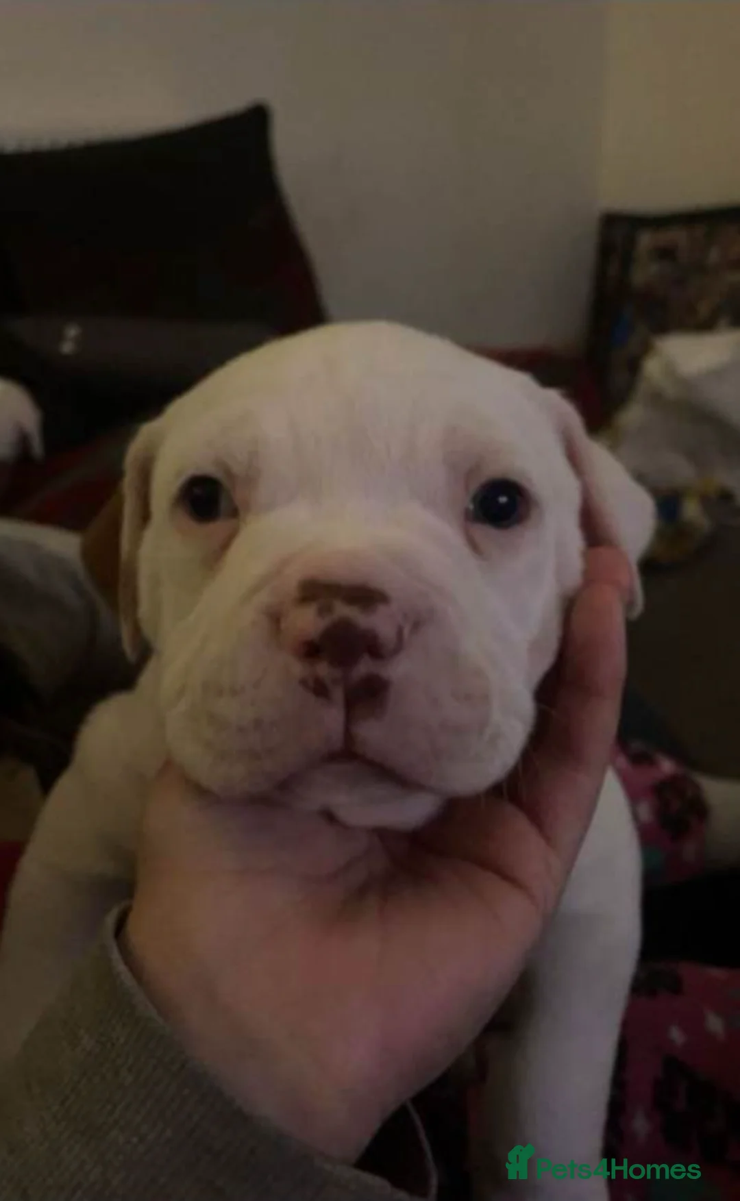 American Bulldog dogs for sale: Beautiful American Bulldog Puppies for Sale  in Nottingham - Advert 2