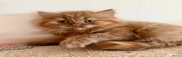 British Longhair cats for sale: British Longhair girls TICA registered  - Advert 1