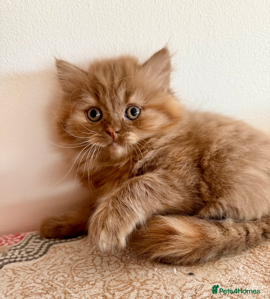 British Longhair cats for sale: British Longhair girls TICA registered  - Advert 1