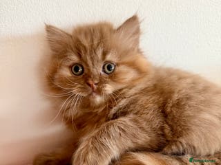 British Longhair cats British Longhair girls TICA registered - Advert 1