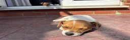 Jack Russell dogs for sale: Two gorgeous Jack Russell’s for sale in Barnsley - Advert 9
