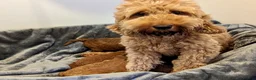 Cockapoo dogs for sale: Adorable Cockapoo puppies - Advert 2
