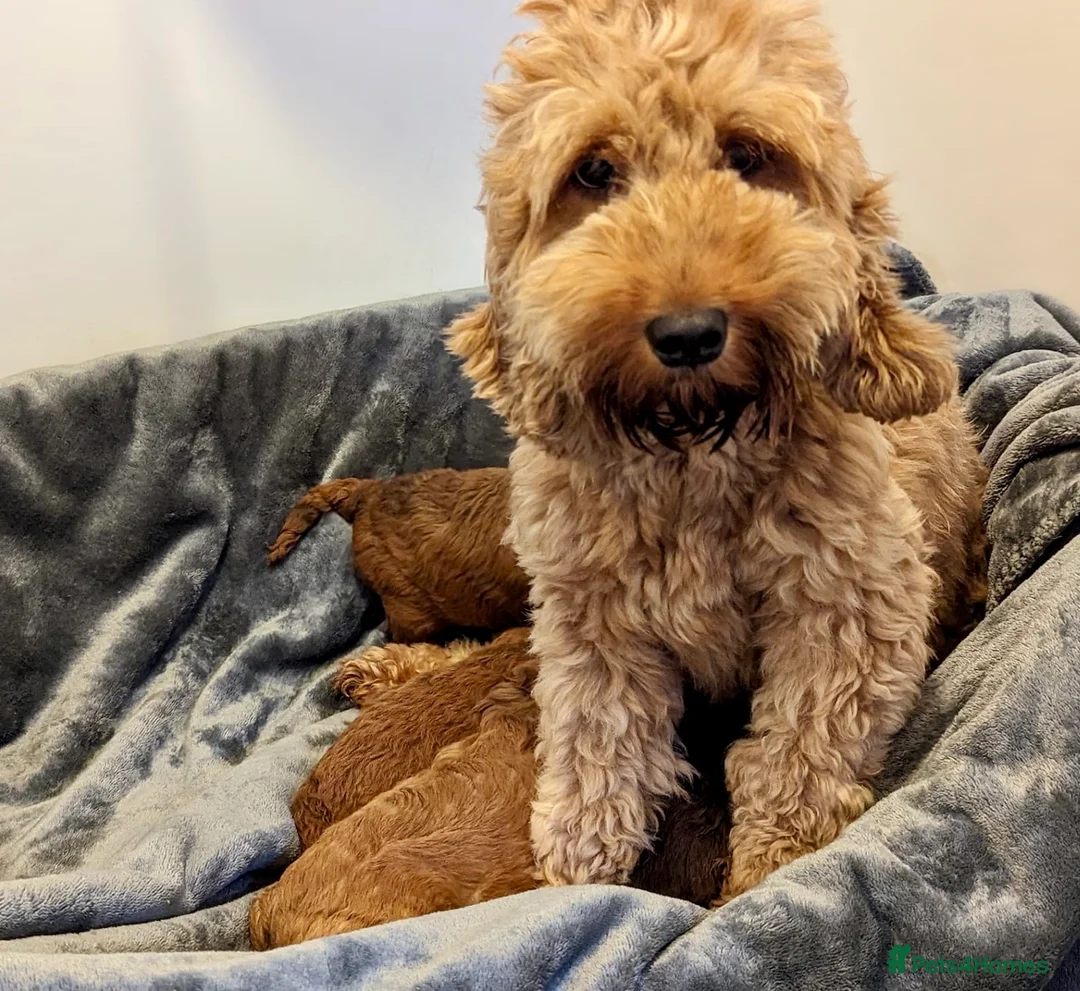 Cockapoo dogs for sale: Adorable Cockapoo puppies - Advert 2