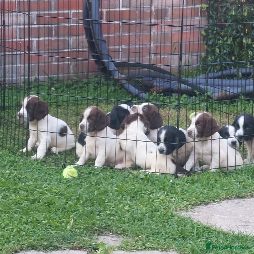 English Springer Spaniel dogs for sale: Springer spaniel pups  - Image 4