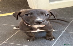 Mixed Breed dogs for sale: Great Dane X German Shepherd’s  - Image 24