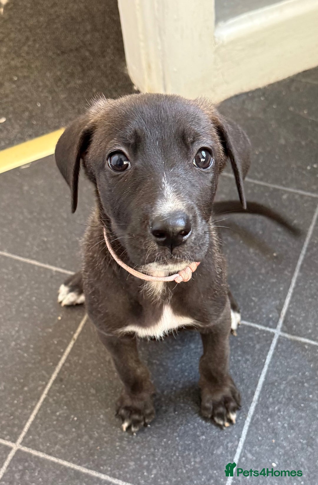 Mixed Breed dogs for sale: Great Dane X German Shepherd’s  - Image 24