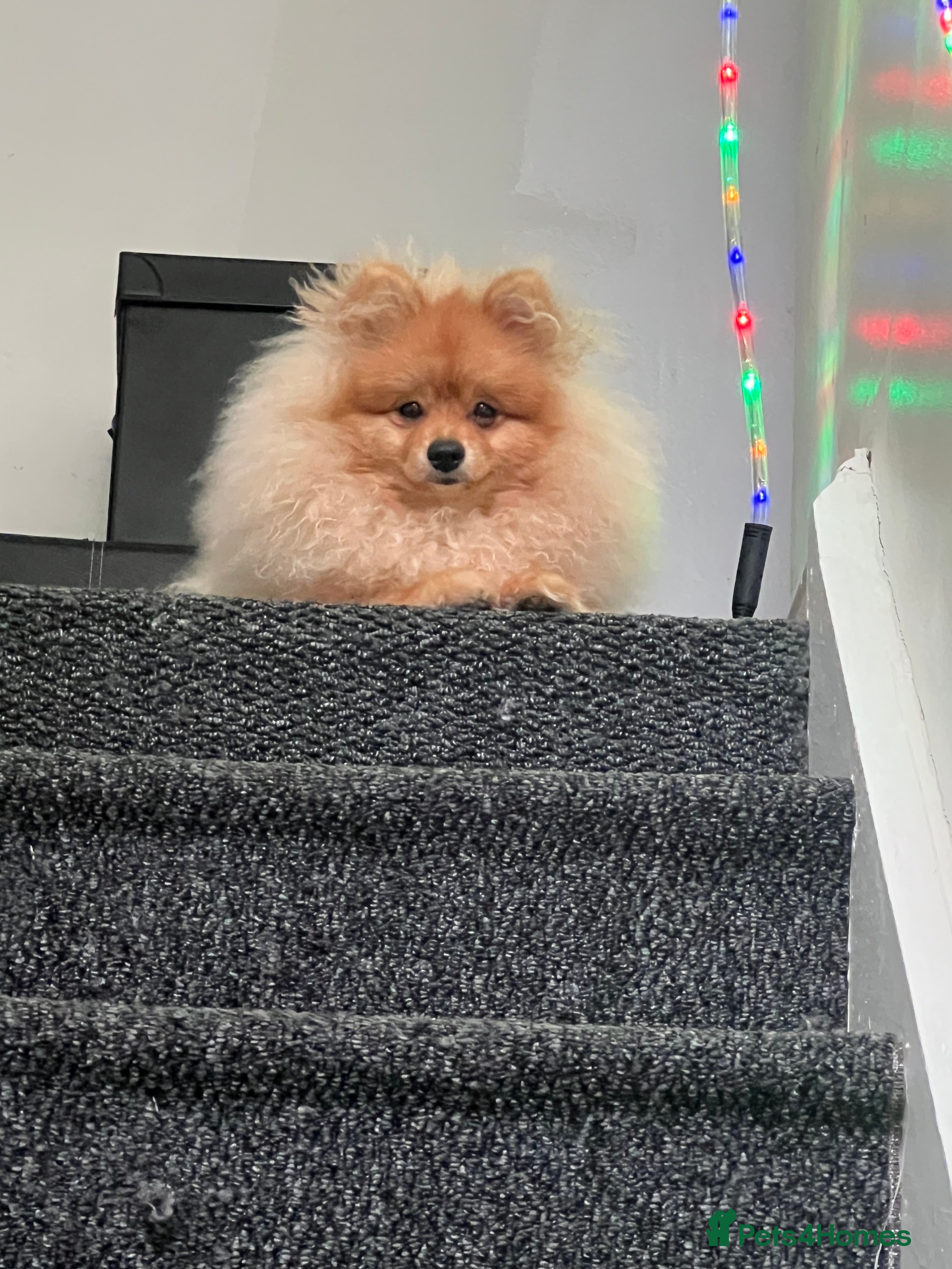 Pomeranian dogs Pomeranian  - Advert 19