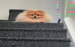 Pomeranian dogs for sale: Pomeranian  - Image 1