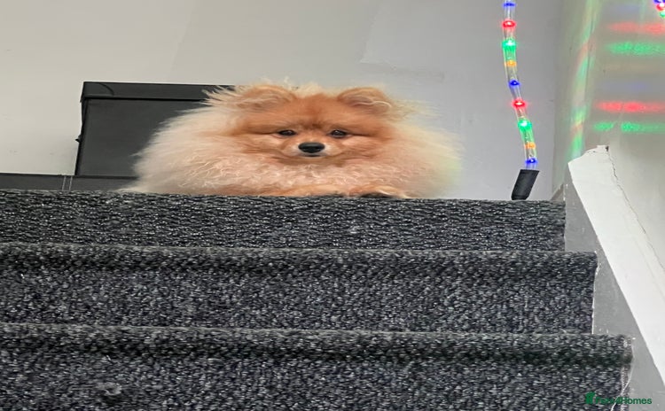 Pomeranian dogs - Advert 1
