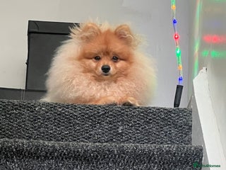 Pomeranian dogs - Advert 20
