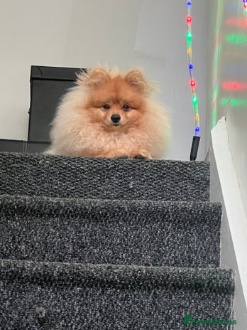Pomeranian dogs - Advert 2