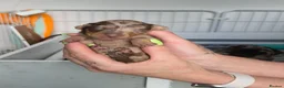 Miniature Dachshund dogs for sale: 7 beautiful little Dachshund  - Advert 34