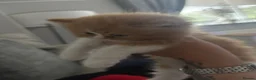 Mixed Breed cats for sale: Beautiful baby kittens  - Advert 9