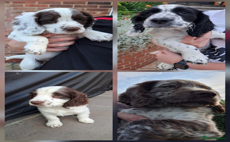 Cocker Spaniel dogs - Advert 5