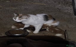 Mixed Breed cats for sale: Four adorable kittens available - Image 6