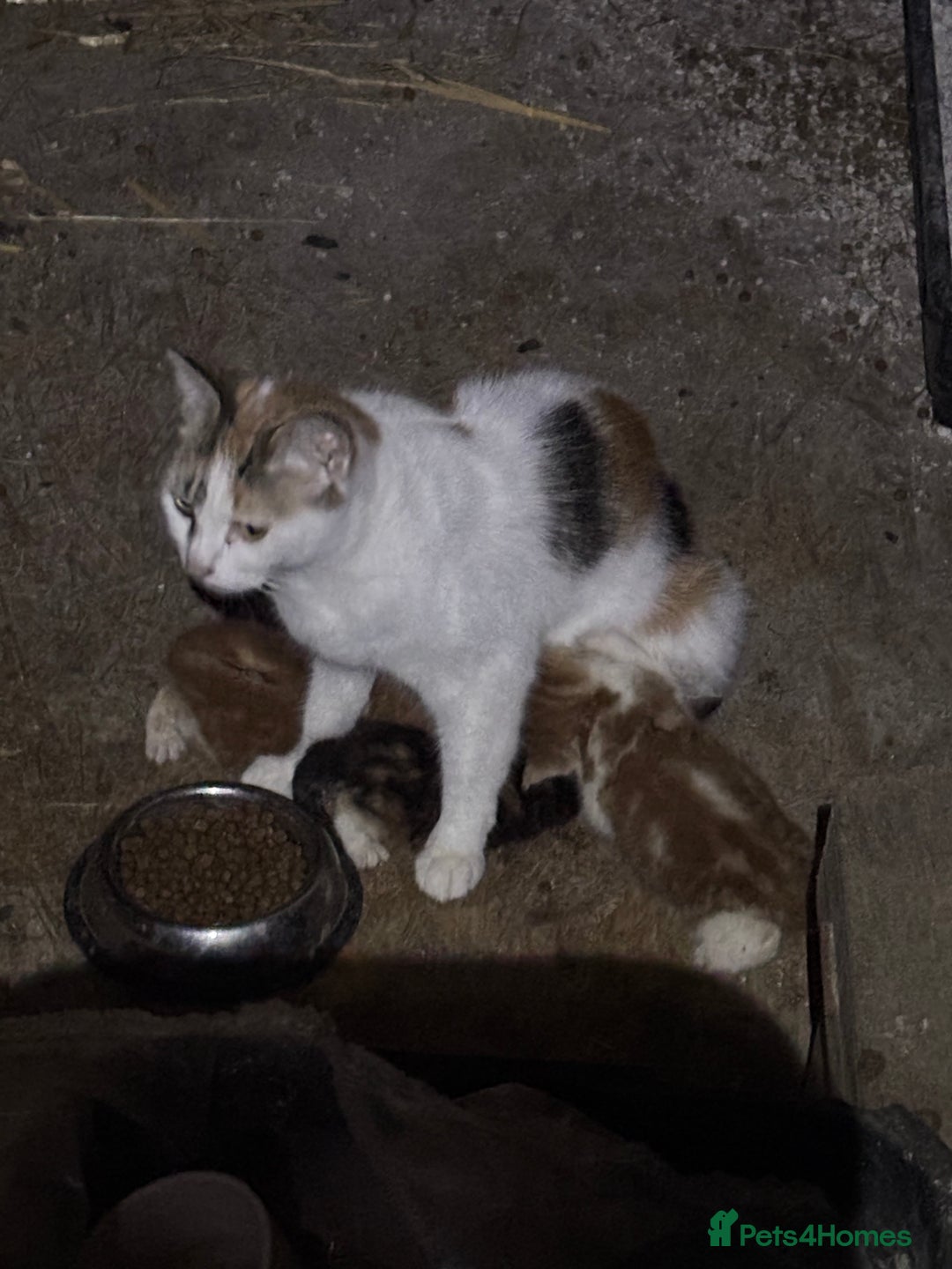 Mixed Breed cats for sale: Four adorable kittens available - Image 6