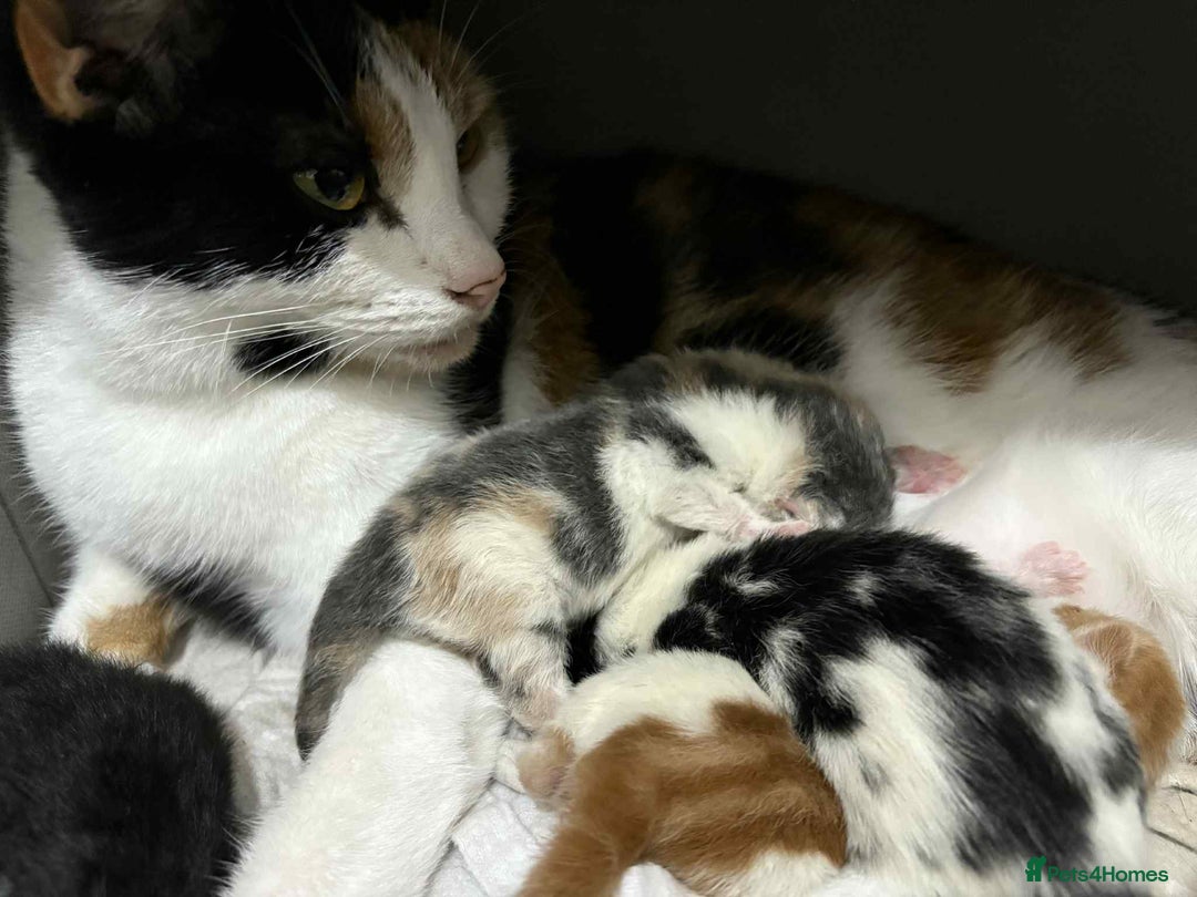 Mixed Breed cats for sale: 3 beautiful kittens for sale. RARE female colours! - Image 7