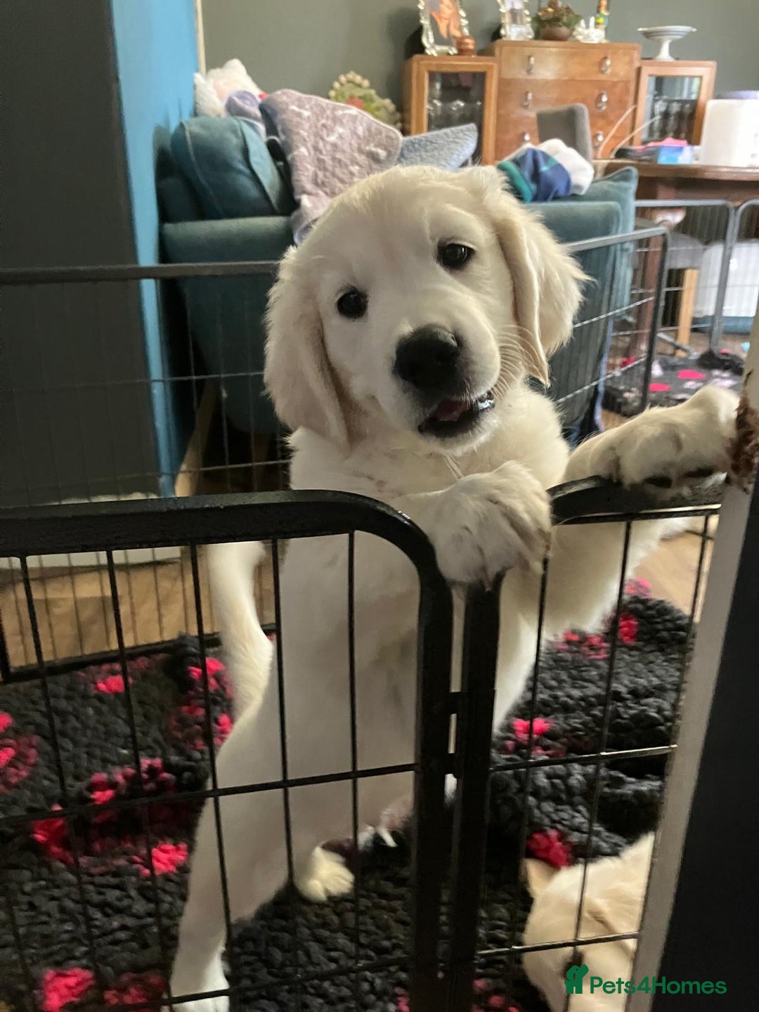 Golden Retriever dogs for sale: Stunning Pale Cream Fluffy Golden Retrievers - Image 22