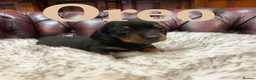 Miniature Dachshund dogs for sale: RARE KC 2 Isabella+tan boys, 1 chocolate and tan  - Advert 8