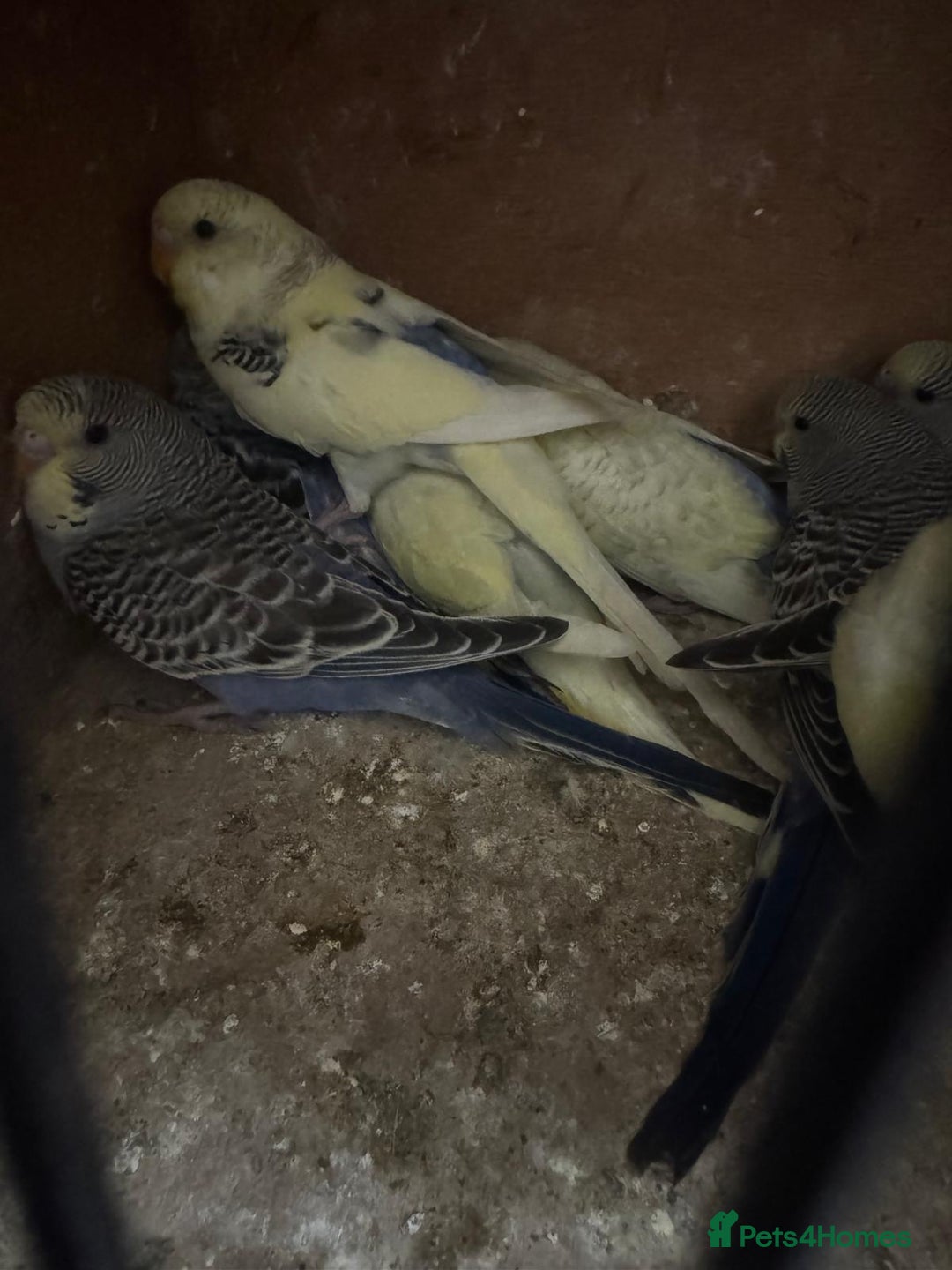 Budgerigars birds for sale: Baby budgies for sale £40 each collection mk404nn - Advert 5