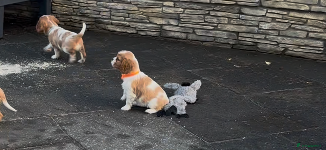 Cavalier King Charles Spaniel dogs for sale: Cavalier King Charles  - Image 7