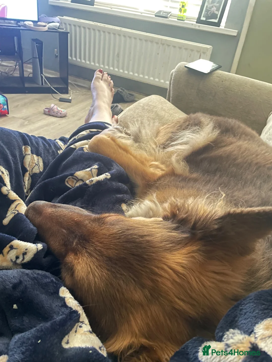 German Shepherd dogs for sale: Female German Shepherd  in Durham - Advert 2