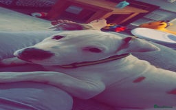 American Bulldog dogs for sale: Bruce - Image 3