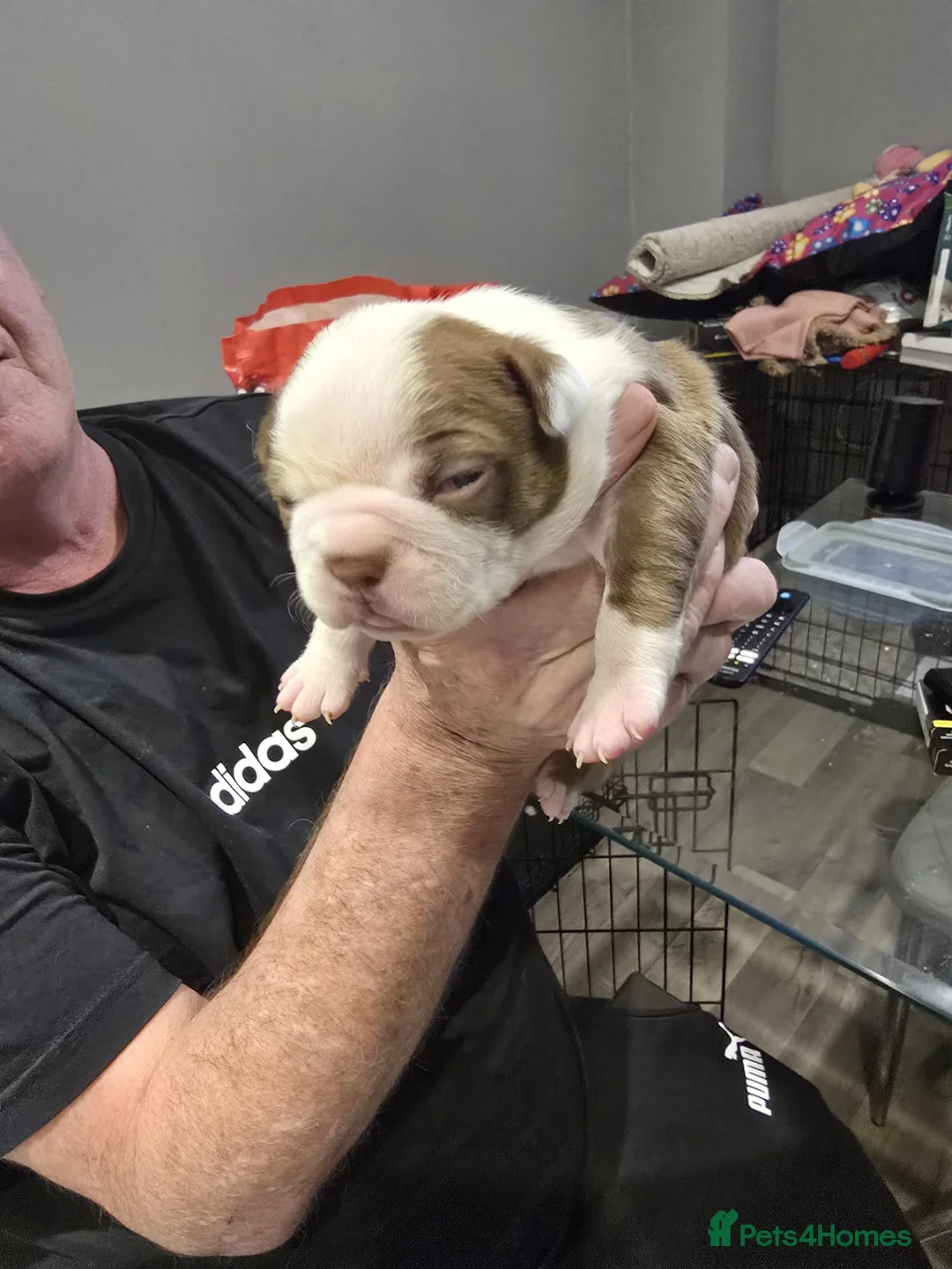 Boston Terrier dogs for sale: BEAUTIFUL BOSTON TERRIER PUPS  - Advert 33