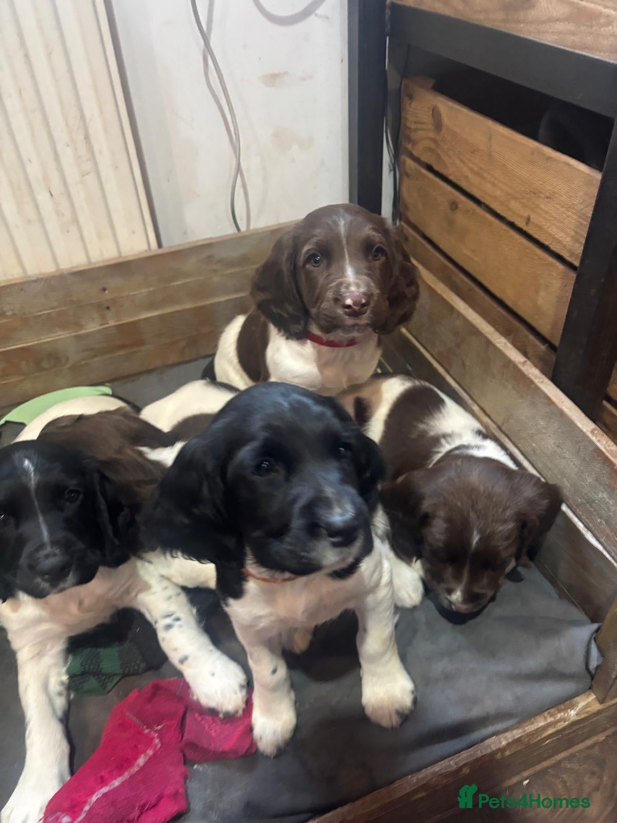 English Springer Spaniel dogs KC Registered English Springer Spaniels - Advert 2