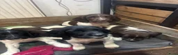 English Springer Spaniel dogs for sale: KC Registered English Springer Spaniels in Brecon - Advert 2