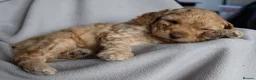 Cockapoo dogs for sale: Beautiful Cockapoo Puppies - Advert 14