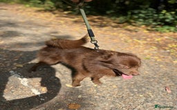 Pomsky dogs for stud: Chocolate Pomsky for Stud  - Image 4