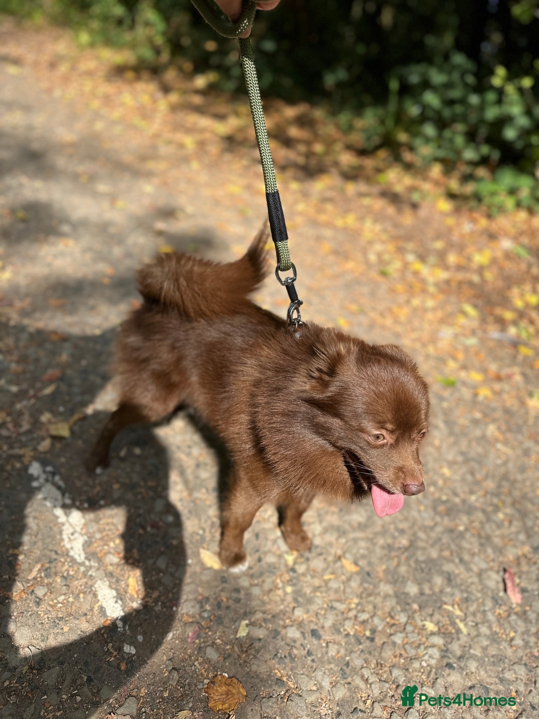 Pomsky dogs for stud: Chocolate Pomsky for Stud  - Image 4