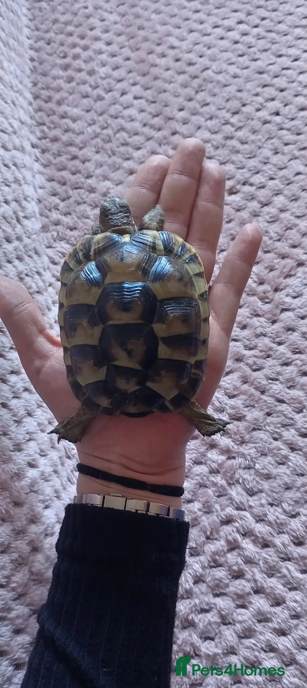 Tortoise reptiles for sale: spur-thighed tortoise  in Worcester - Advert 2