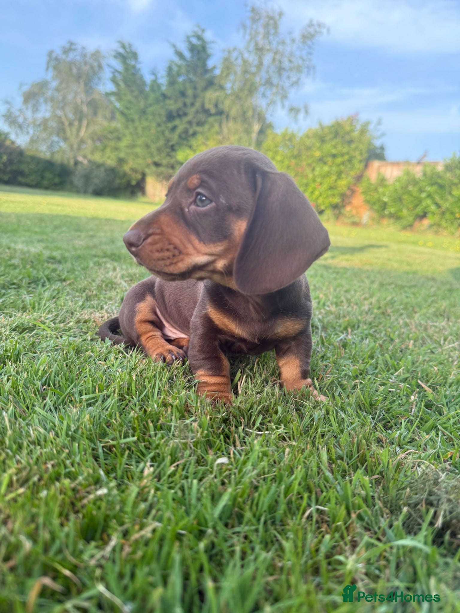 Miniature Dachshund dogs Mini dachshunds  - Advert 12