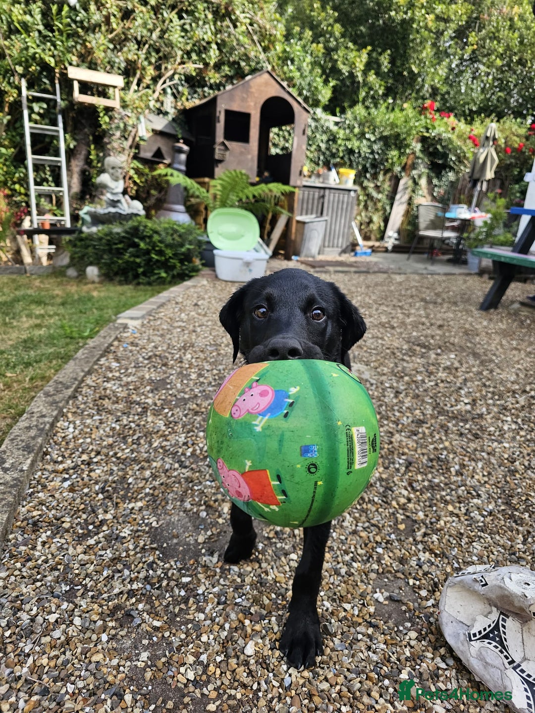 Borador dogs for sale: Ollie - Image 2